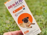 Bravecto® Cães 250mg - Antipulgas e Carrapatos - Cães de 4,5 a 10kg
